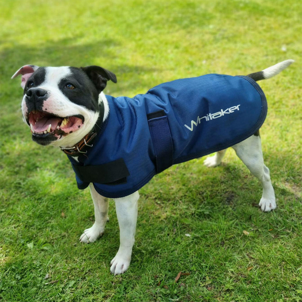 Whitaker D043 Weir Dog Coat Navy