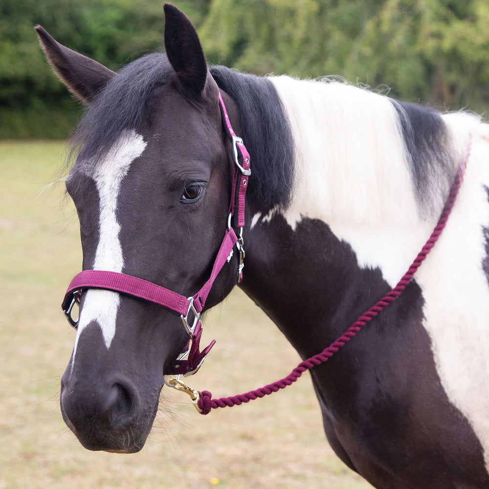 Gallop Premium Padded Headcollar With Lead Rope Burgundy