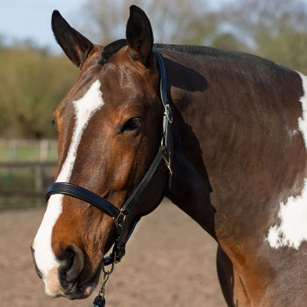 Gallop Premium Padded Leather Headcollar Black