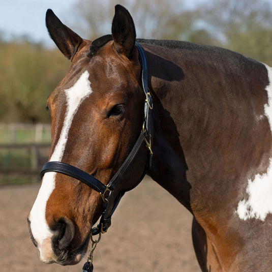 Gallop Premium Padded Leather Headcollar Black