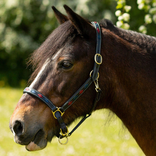 Gallop Diamond Padded Leather Headcollar Navy/Burgundy