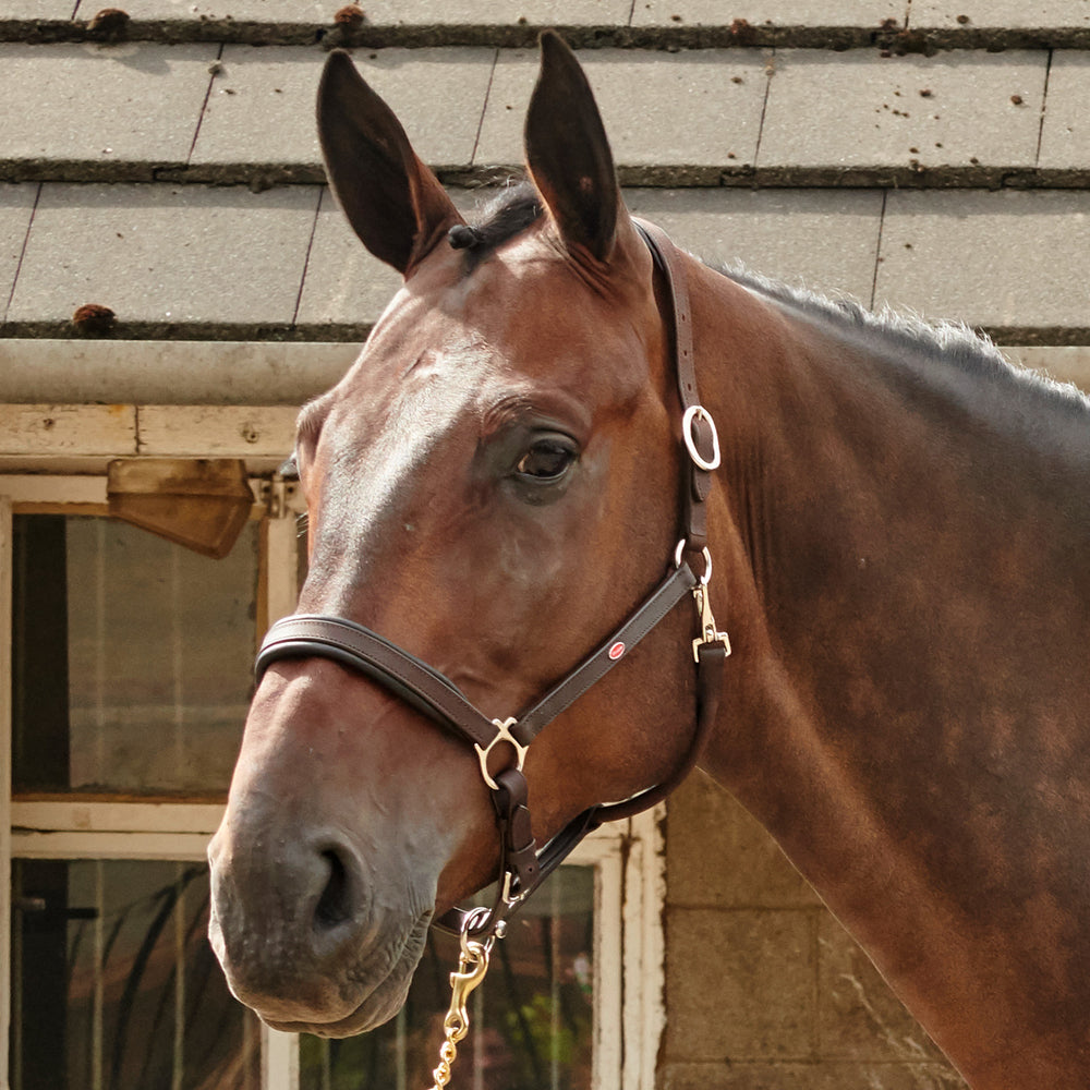 Whitaker HC054 Ready To Ride Headcollar