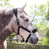 Whitaker HC160 Club Headcollar & Lead Rope Set