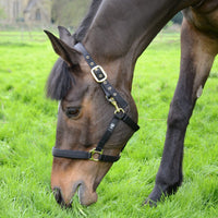 Hy Equestrian Fieldsafe Headcollar Black