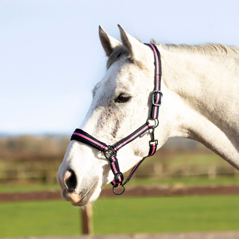 Hy Equestrian Ink Headcollar Navy/Pink