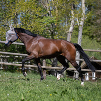 Kingsland Lando Fly Mask