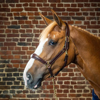 Leather anatomic halter black Cob