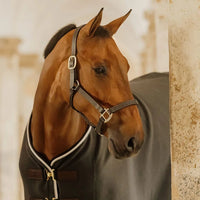 Leather halter Wellington black cob