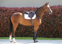 Kentucky Horsewear Anatomic Half Pad Absorb