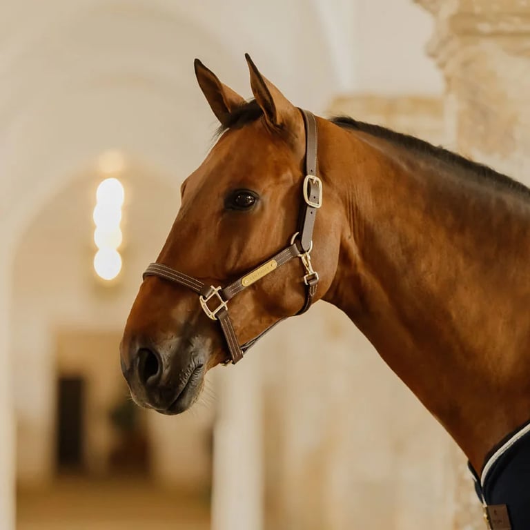 Kentucky Horsewear Leather halter Wellington